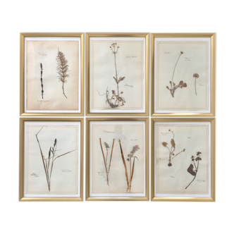 6 herbarium plates dating from 1950 Provenance Belgium