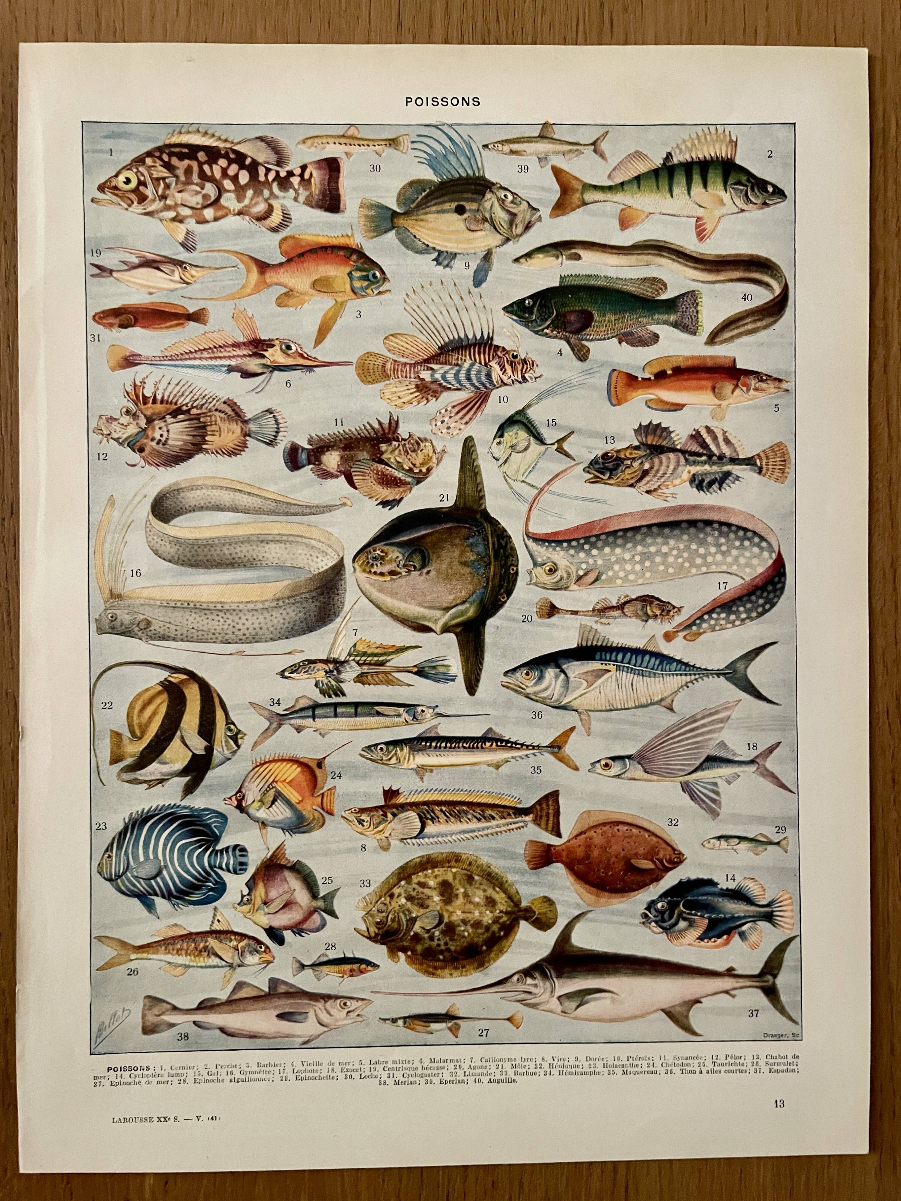 Lithographie sur les poissons - 1930