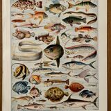 Lithograph on fish - 1930
