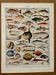 Lithograph on fish - 1930