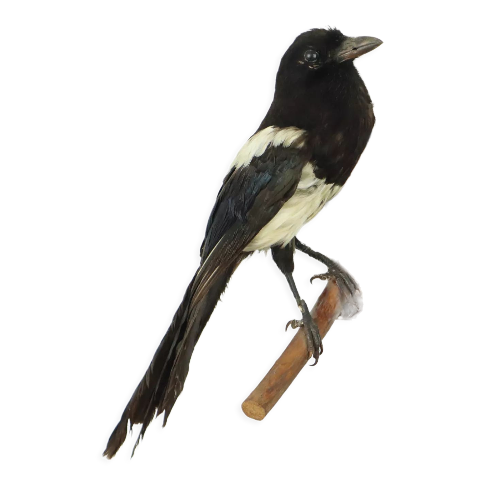 Taxidermy old stuffed bird magpie on branch wall decoration 40cm