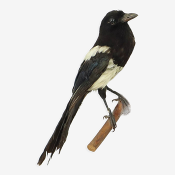 Taxidermy old stuffed bird magpie on branch wall decoration 40cm