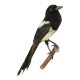 Taxidermy old stuffed bird magpie on branch wall decoration 40cm