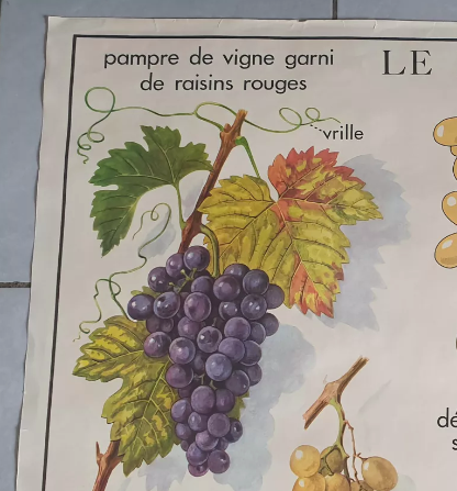 Vintage Rossignol educational display