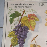 Vintage Rossignol educational display