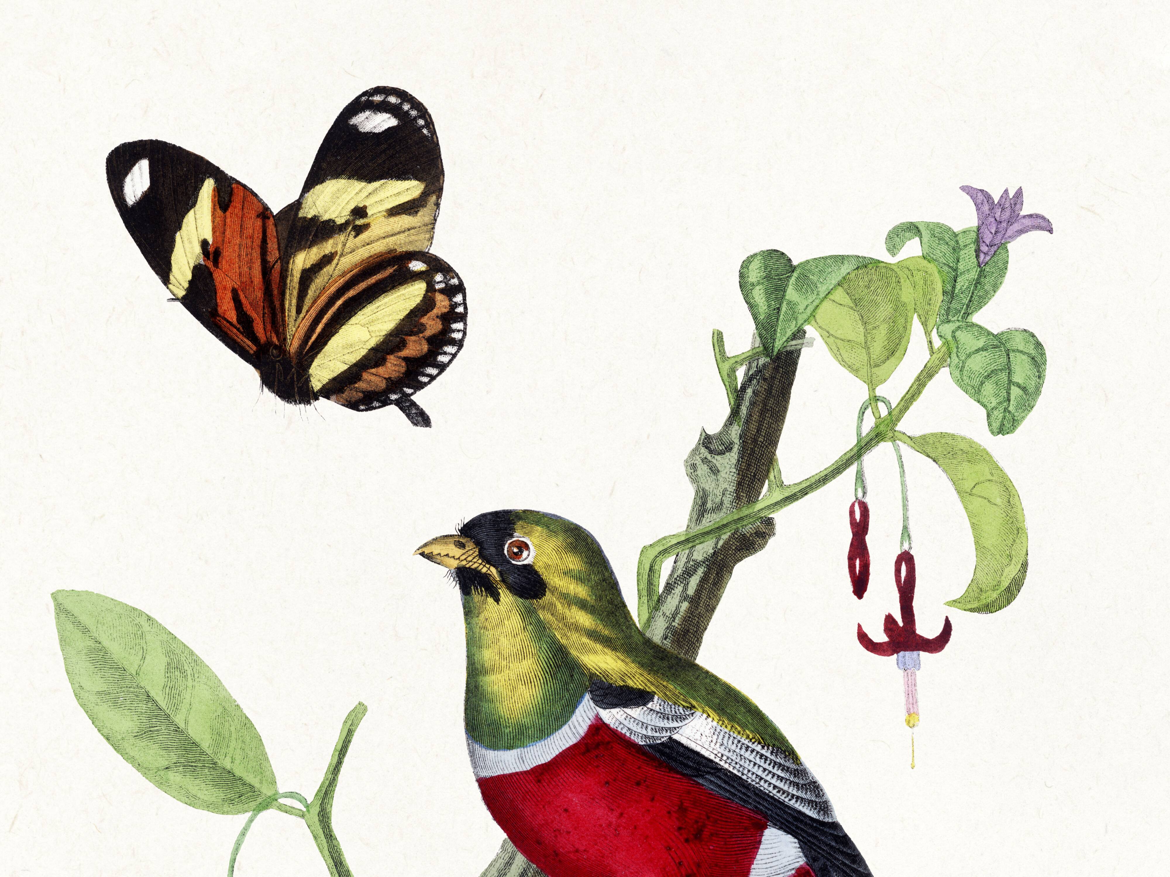 Poster of a crimson parrot (rosella crimsonis), after an old engraving