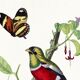 Poster of a crimson parrot (rosella crimsonis), after an old engraving