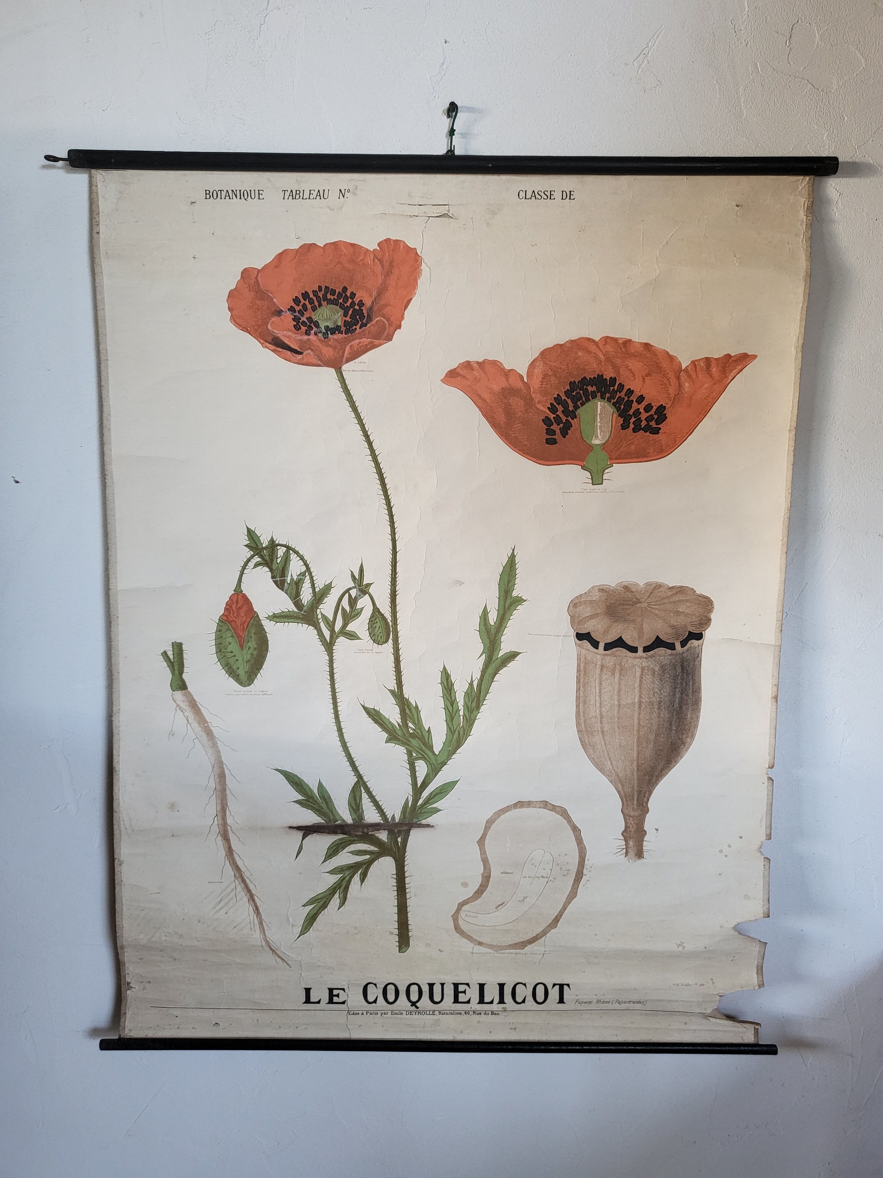 Old Deyrolle educational poster