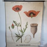 Old Deyrolle educational poster