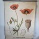 Old Deyrolle educational poster