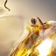 Set of 2 Brass and Muranoglass ‘Shell’ wall sconces by La Murrina