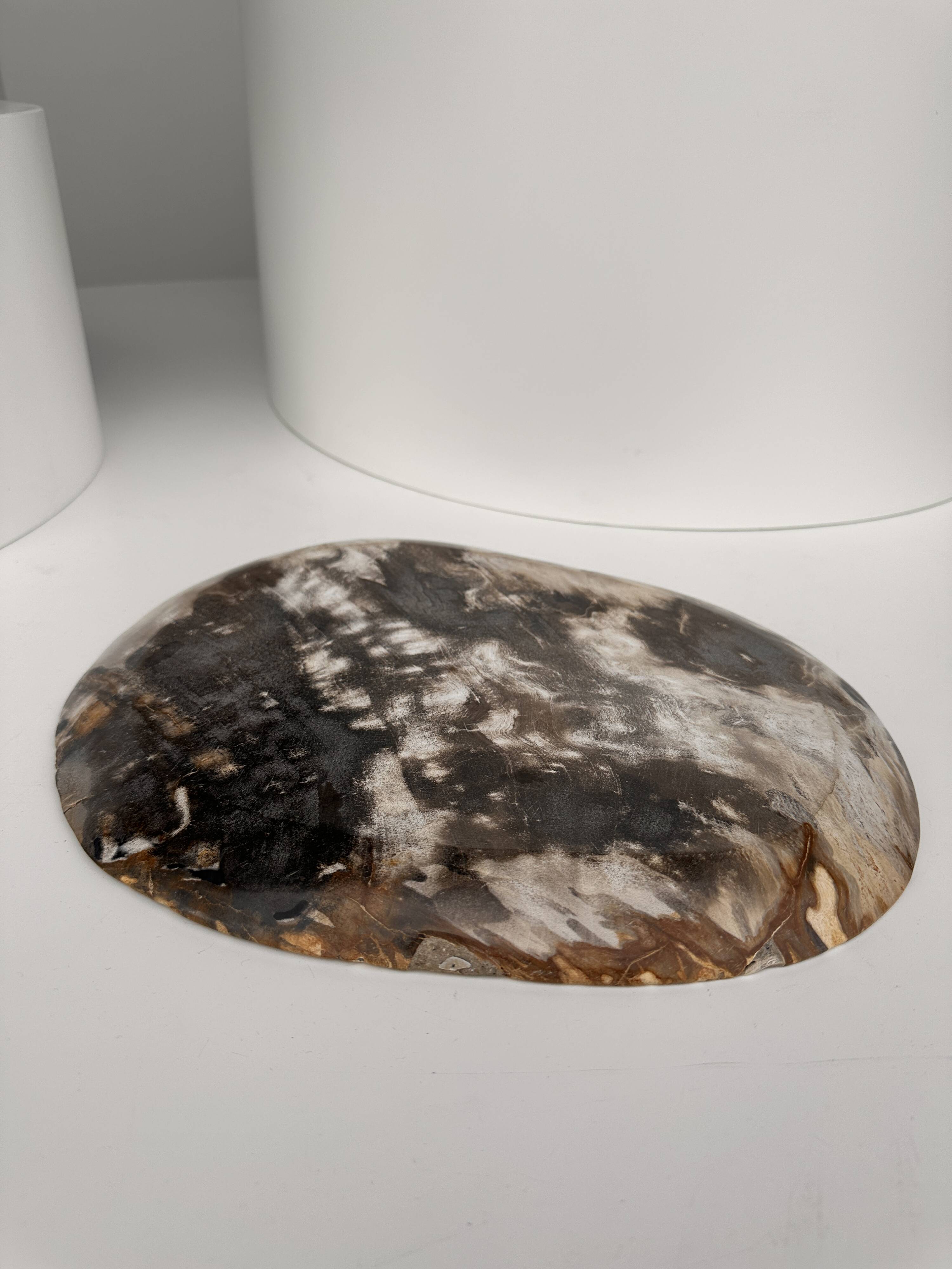 Very large empty pocket or dish in medium light petrified wood 1143