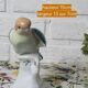 Exotic birds