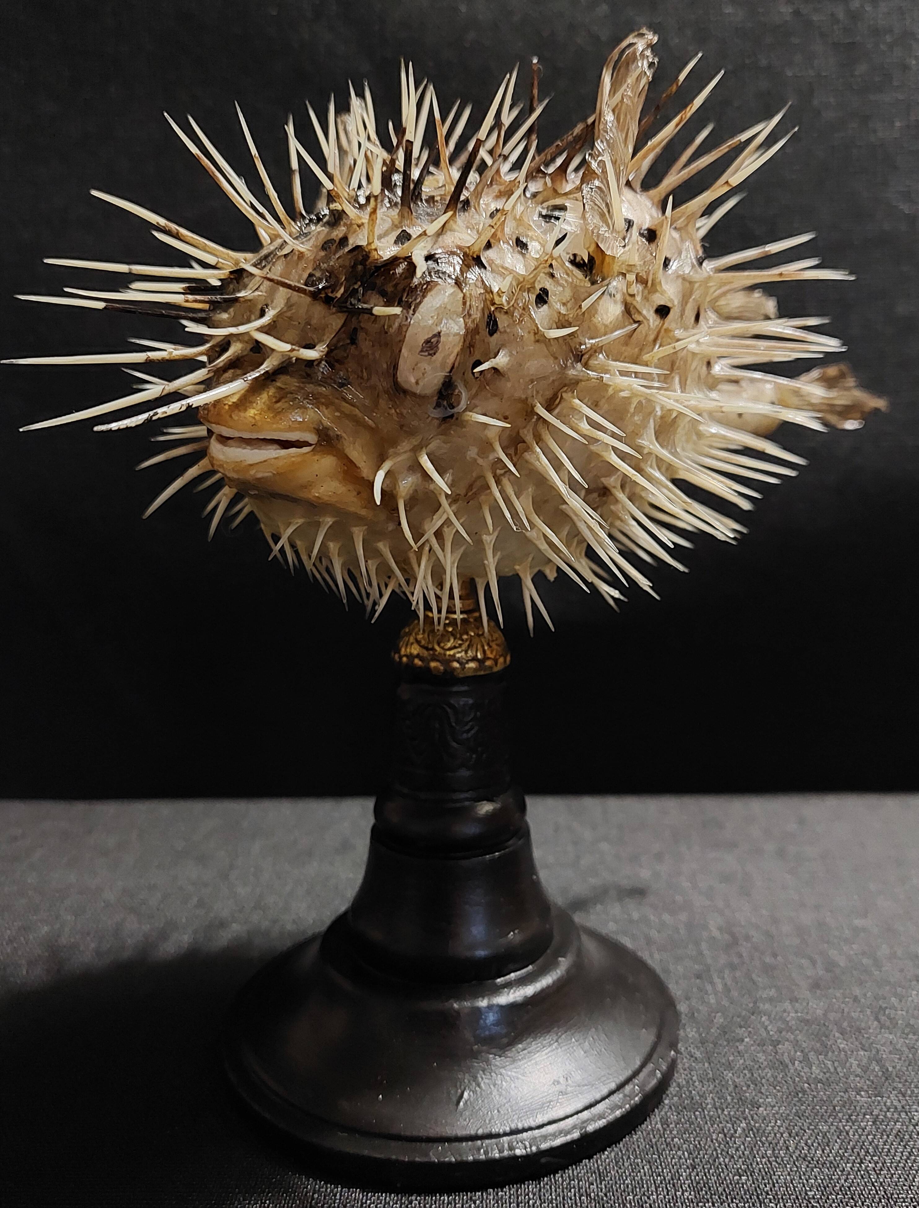 Cabinet of Curiosities naturalized fish diodon holocanthus on base