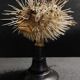 Cabinet of Curiosities naturalized fish diodon holocanthus on base
