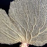 Gorgone corail ancien