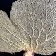 Ancient coral gorgon