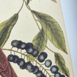 Antique bird illustration - Ruddy Thrush - Zoological engraving by Seligmann & Catesby from 1973