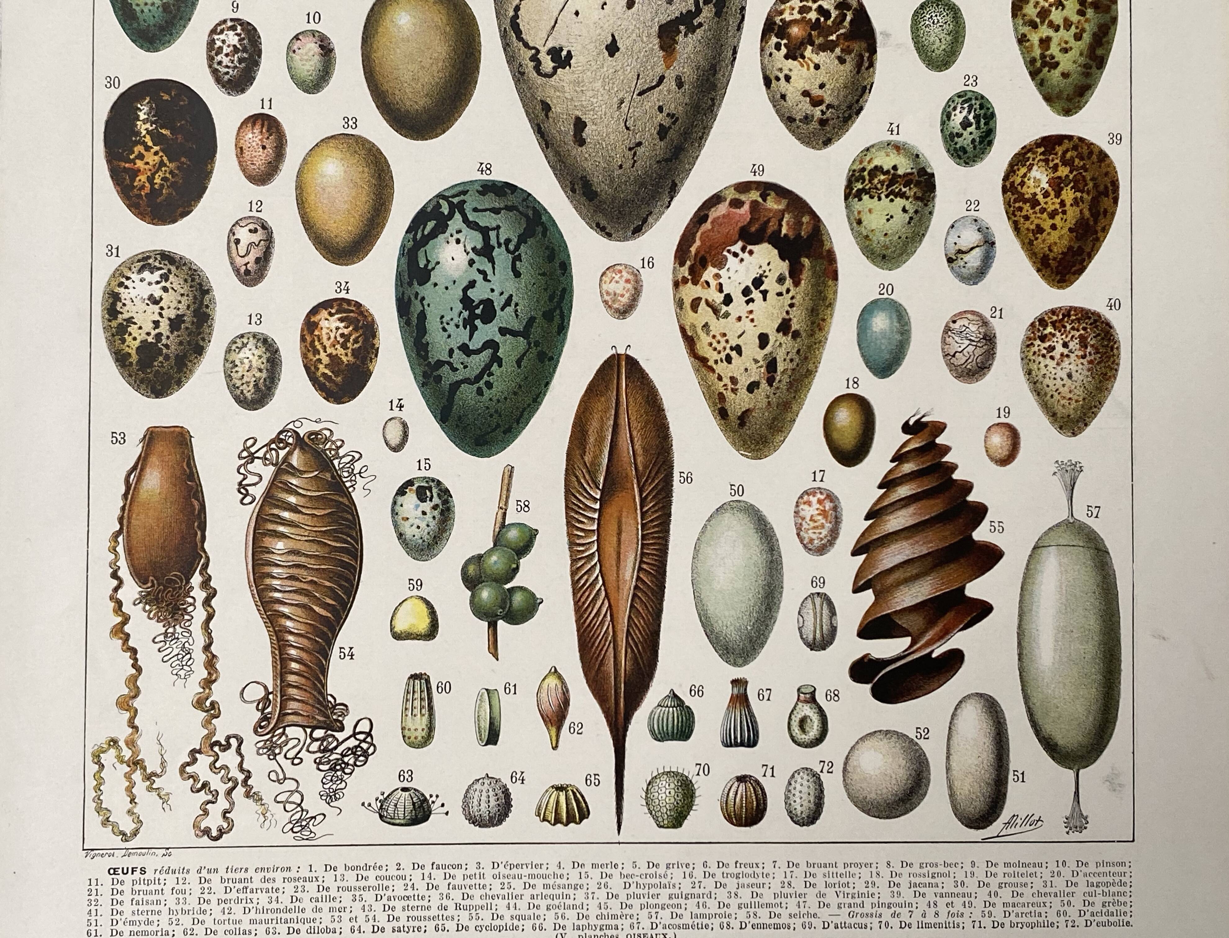 Old illustration Millot "eggs"