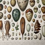 Illustration ancienne Millot "oeufs"