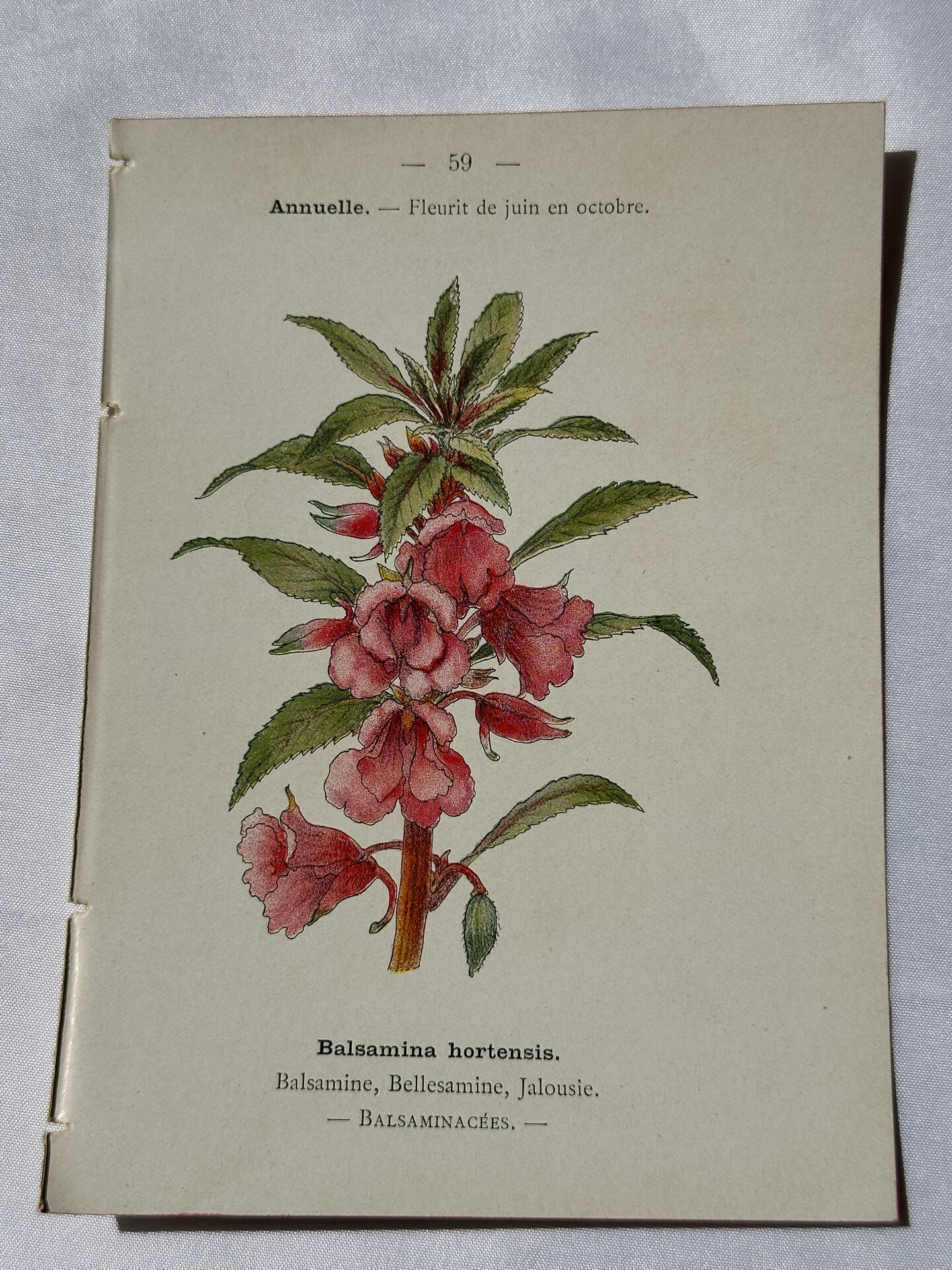 Planche Botanique Gravure naturaliste ancienne 19eme recto verso