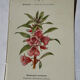 Planche Botanique Gravure naturaliste ancienne 19eme recto verso