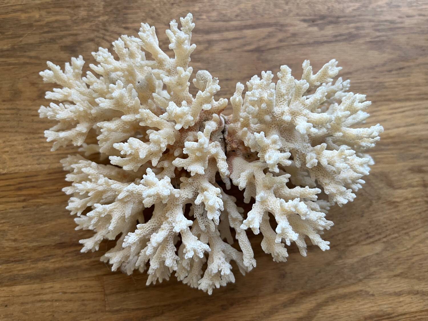 White coral