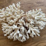 White coral