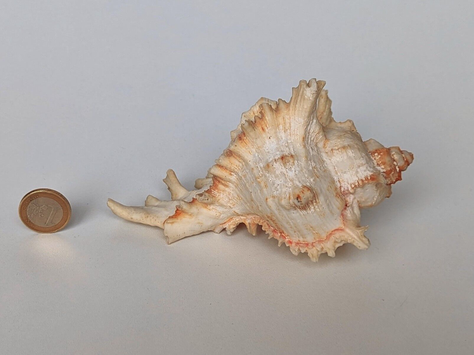 Shell Murex ramosus