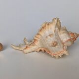 Shell Murex ramosus