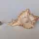 Shell Murex ramosus