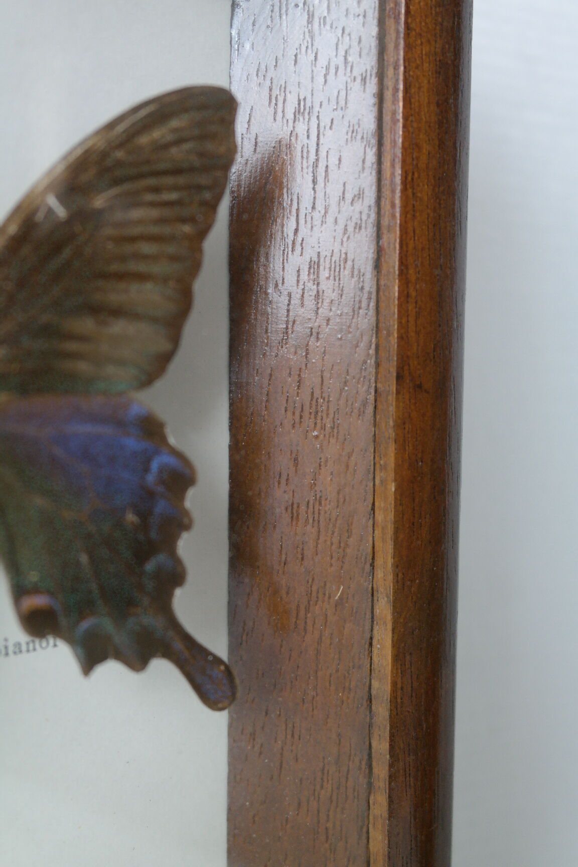 Papillons naturalisés sous cadre bois et verre vintage