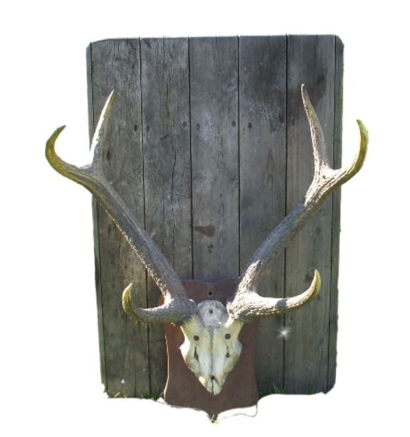 Slaughter of deer on coat of arms