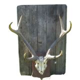 Slaughter of deer on coat of arms