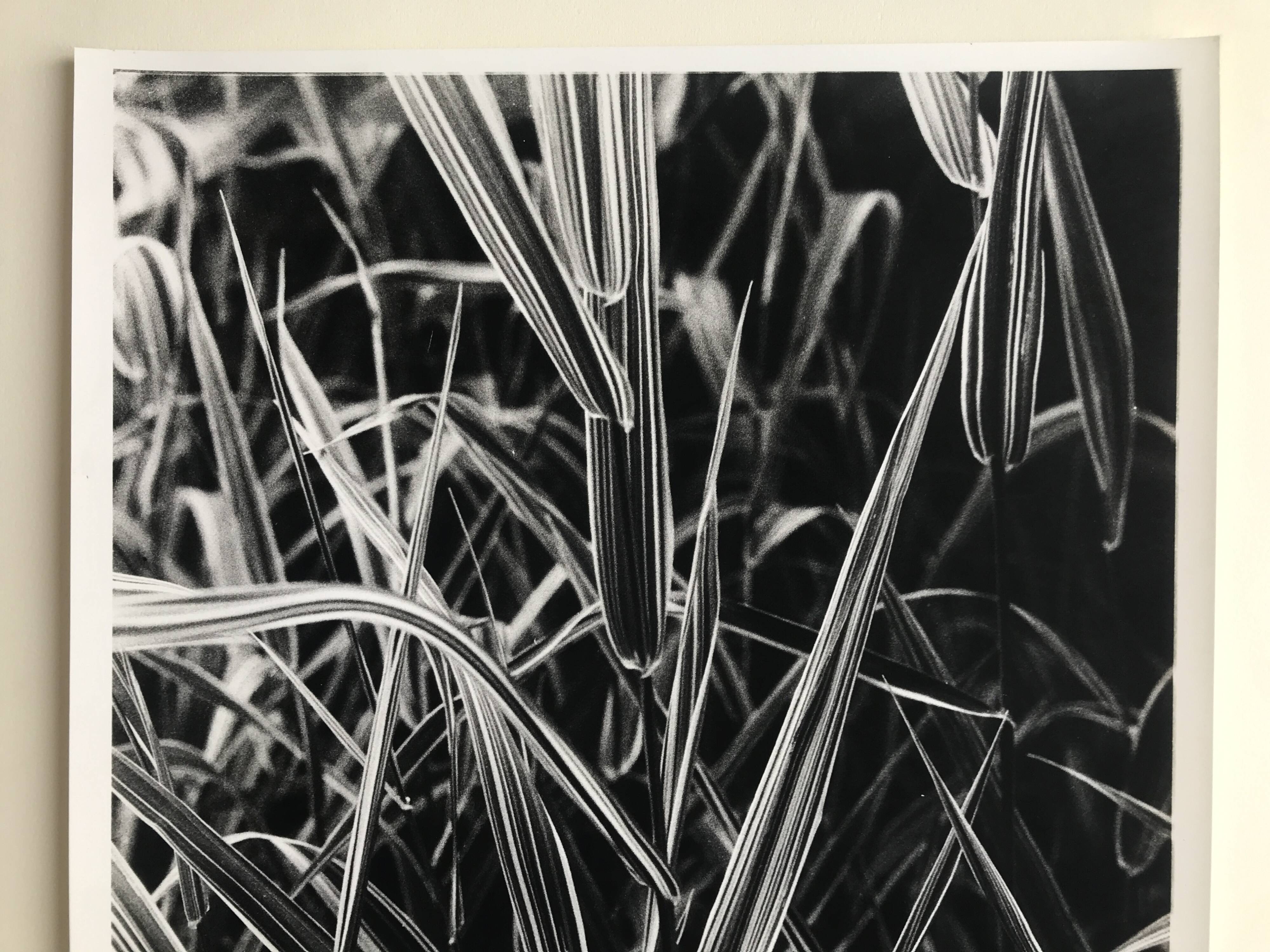 Rosine nusimovici, untitled (poacea ii), c 1980. black and white silver print