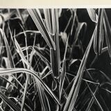 Rosine nusimovici, untitled (poacea ii), c 1980. black and white silver print