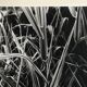Rosine nusimovici, sans titre (poacea ii), c 1980. tirage argentique nb