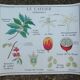 Rossignol educational poster "The coffee tree and the Cassava" vintage