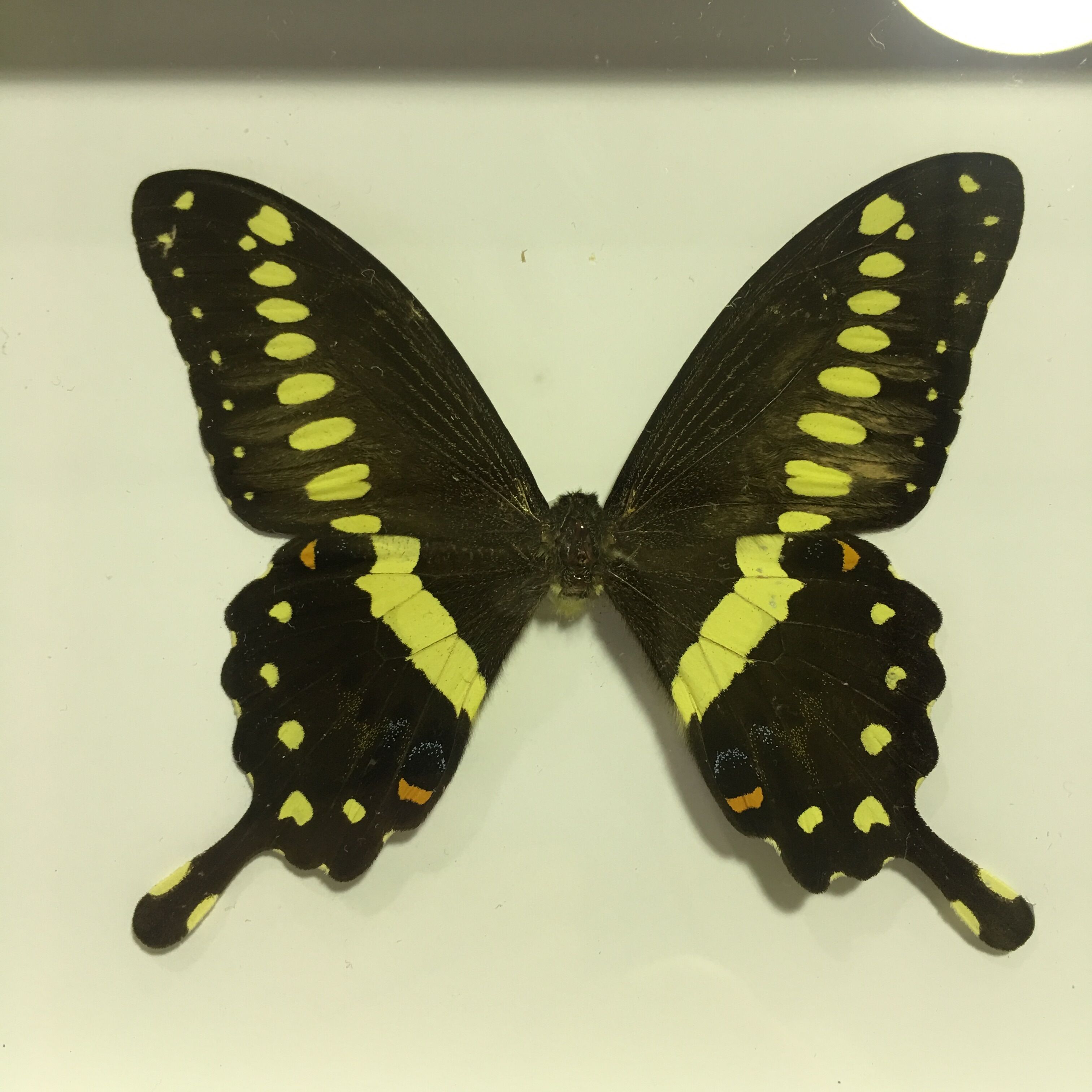 Butterfly naturalized under framework