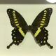 Butterfly naturalized under framework