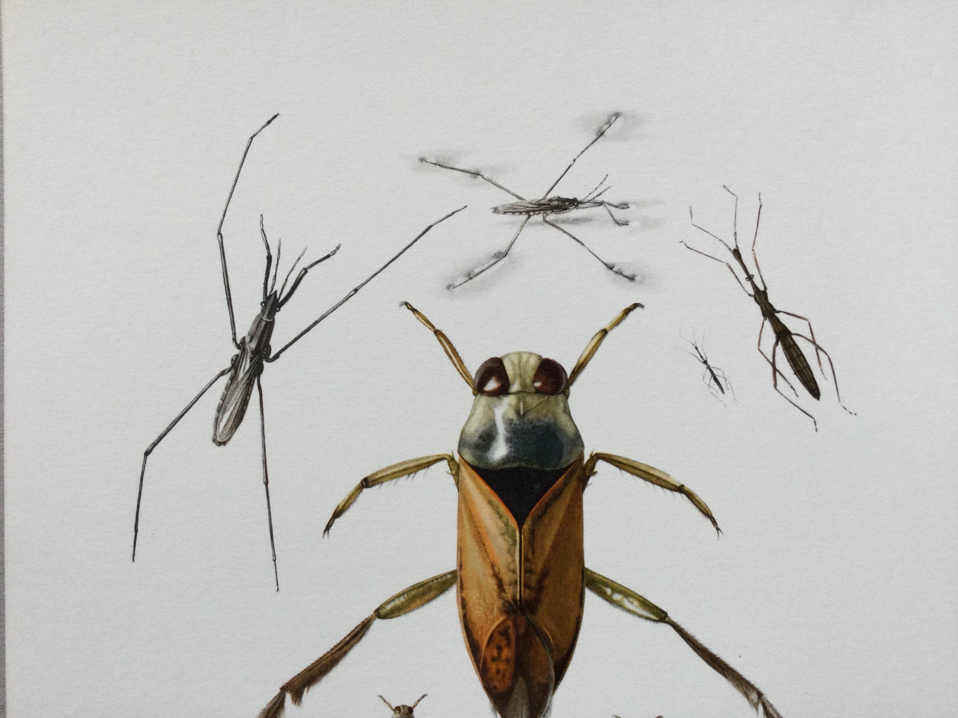 Insect wall decoration. Original plate 1969.