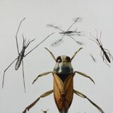 Insect wall decoration. Original plate 1969.