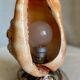 Vintage 1960s shell night light