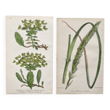 Duo botanical plates, Ed. London 1878