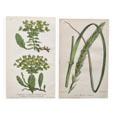 Pair of botanical plates, Ed. London 1878