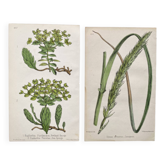 Duo botanical plates, Ed. London 1878