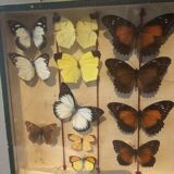 Butterfly frame under glass