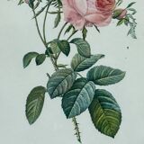 Floral illustration