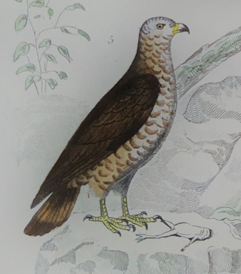 Original ornithological plate "Condor - Buzzard - Kite - &c..." Buffon 1836