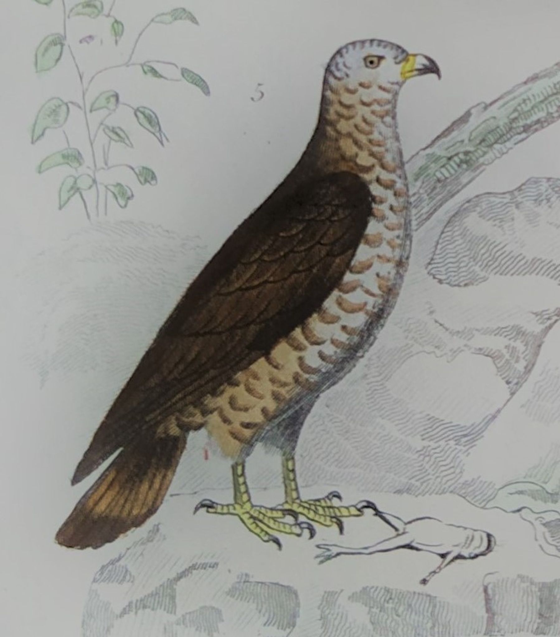 Original ornithological plate "Condor - Buzzard - Kite - &c..." Buffon 1836